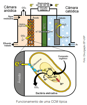 Célula a combustível microbiana transforma esgoto em eletricidade